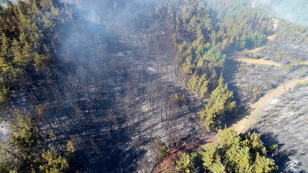 Pozantı’daki orman yangınında terör şüphesi