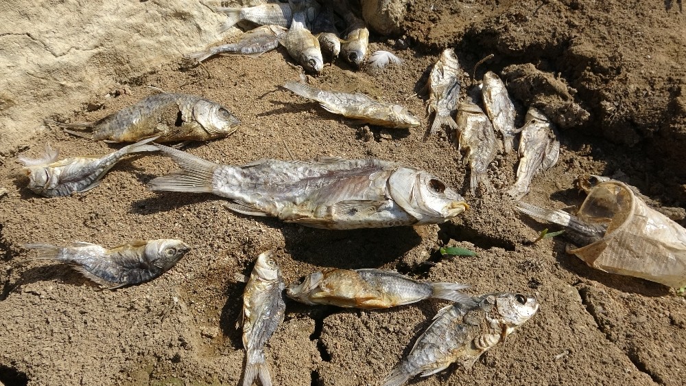 olu baliklar golet kiyisina vurdu mersin haberleri olu baliklar golet kiyisina vurdu mersin haberleri