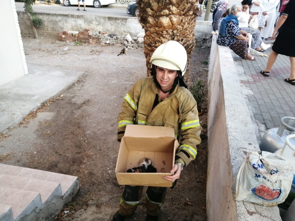 İzmir’de alevlerin arasında kalan 5 yavru kedi, itfaiye ekiplerince