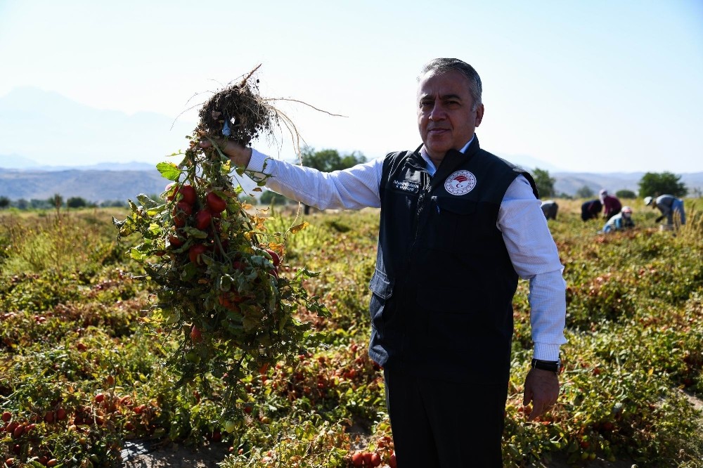 Kayseri’de yetiştirilen salçalık domatesler Türkiye’ye dağılıyor