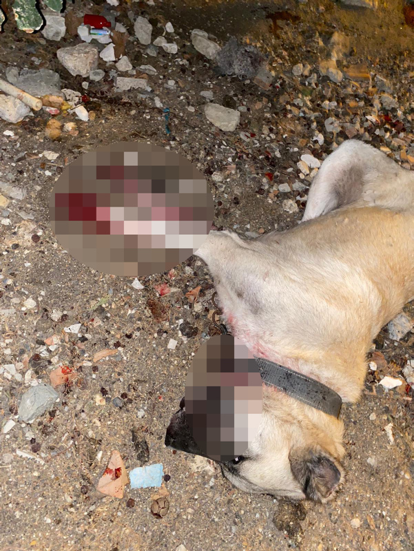 Beylikdüzü�nde öldürülen köpeklerin sahibi köpeğimin boğazını gözümün