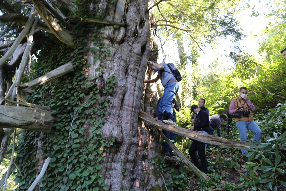 Türkiye’nin en geniş çaplı porsuk ağacı Artvin’de tescillendi