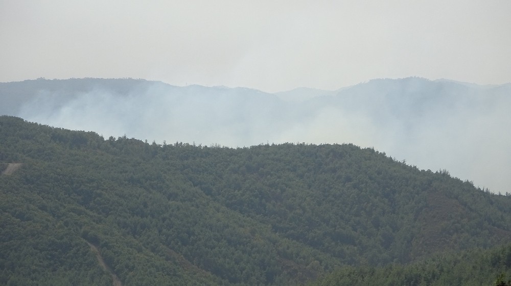 Hatay’ın Suriye sınırında orman yangını