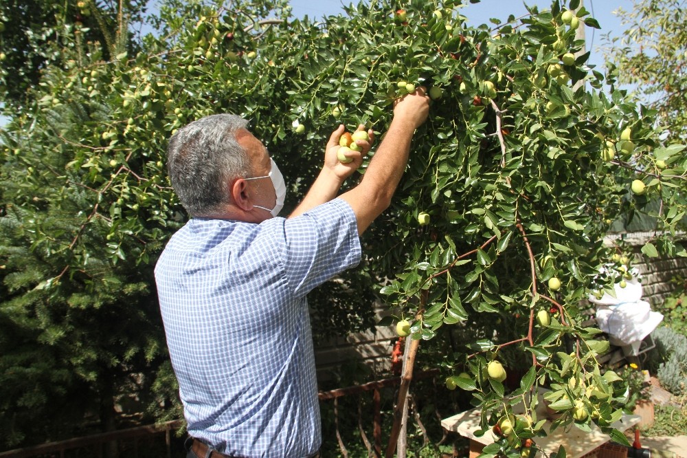 Beyşehir’de hünnap meyvesi üretimi yaygınlaştırılacak