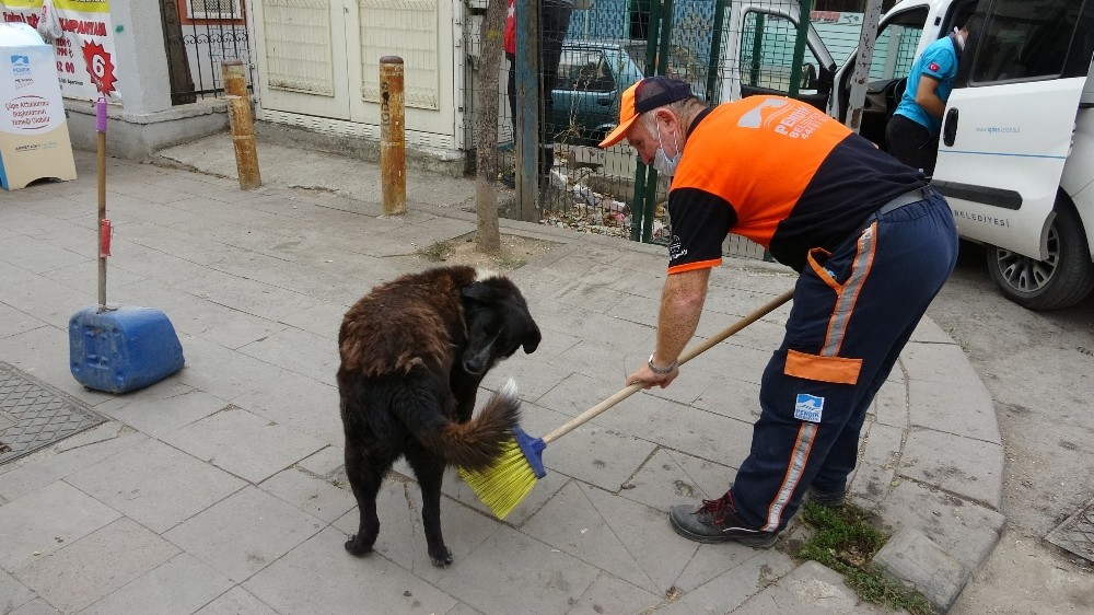 Özel Temizlik işçisi süpürgesiyle sokak köpeğine masaj yaptı