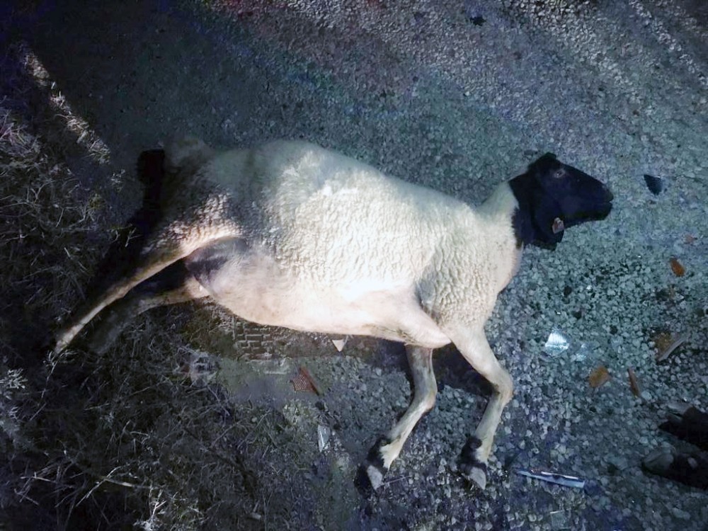 Alkollü sürücünün çarptığı 5 koyun telef oldu
