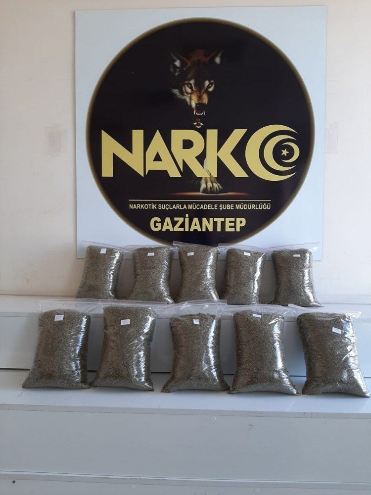 Gaziantep’te 10 kilo bonzai yakalandı