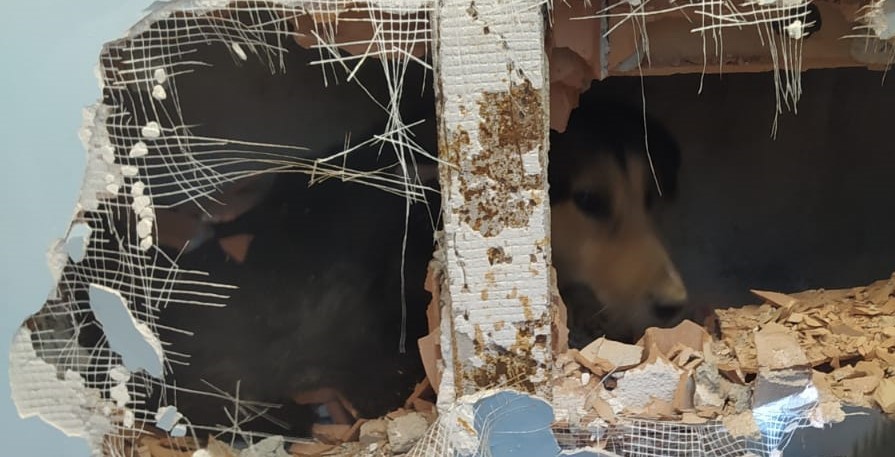 Apartman boşluğuna düşen köpeği duvarı delerek kurtardılar
