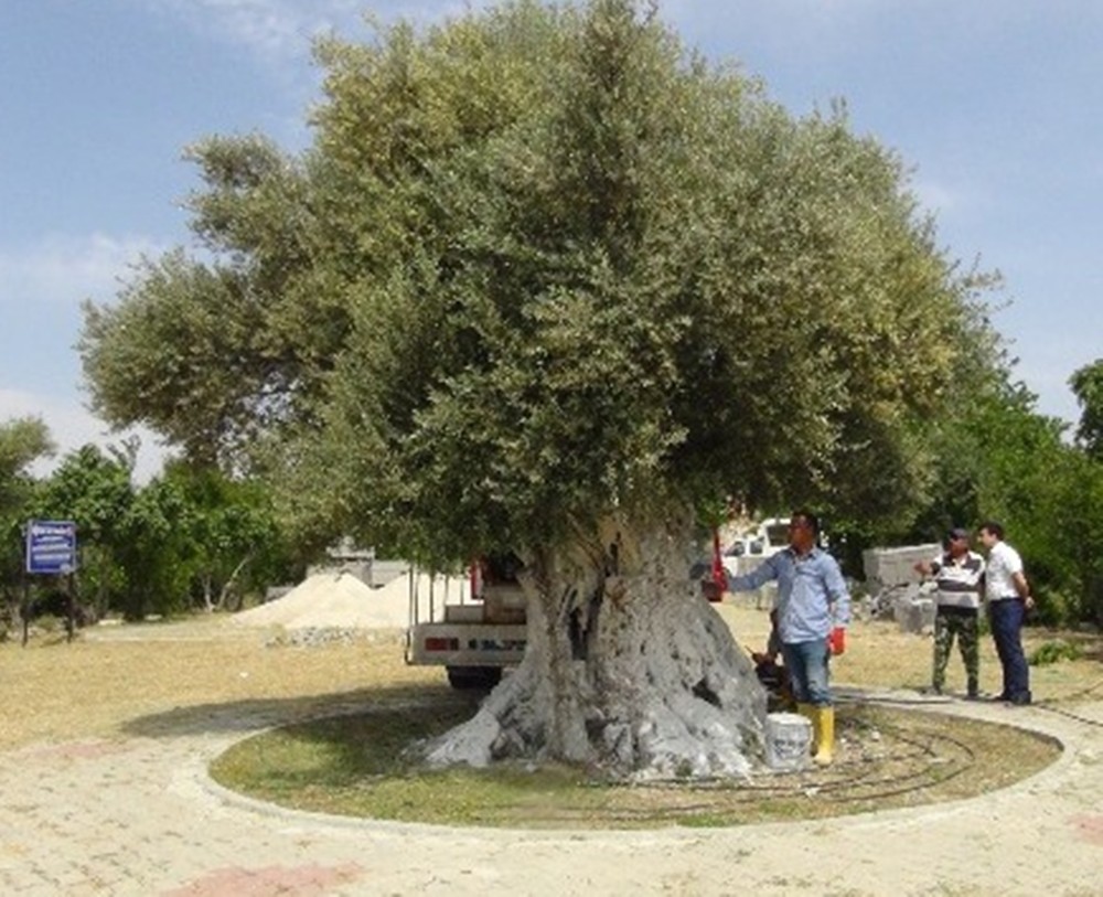 Anıt ağacın zeytini Cumhurbaşkanı Erdoğan’a hediye edilecek