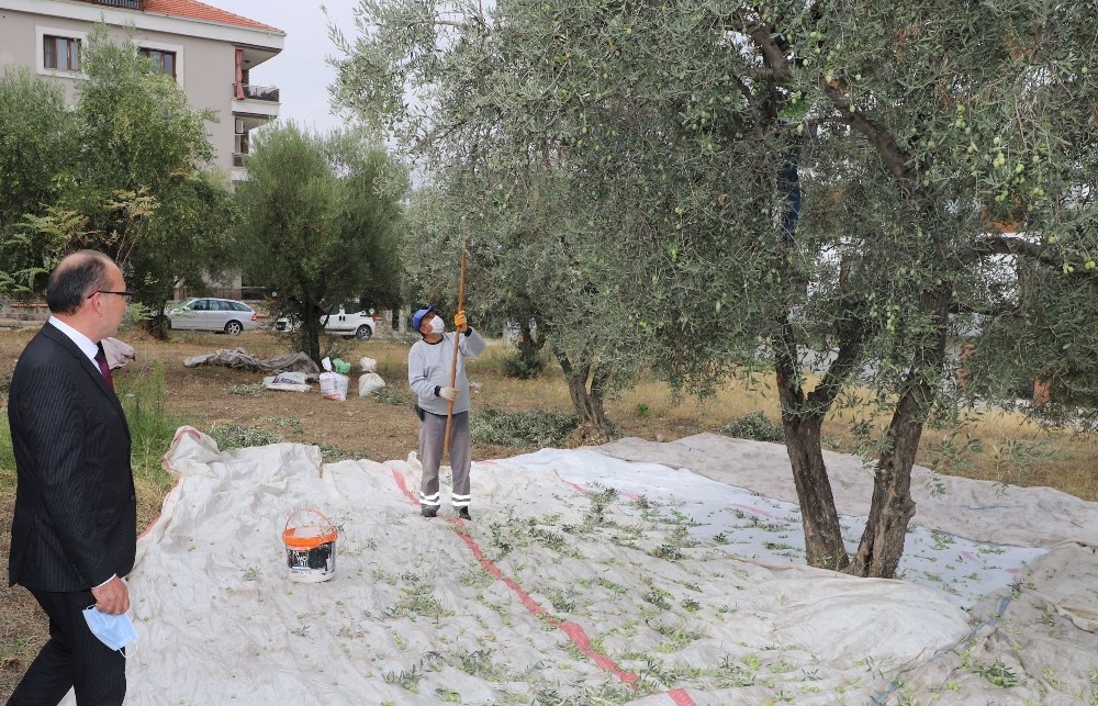 Turgutlu Belediyesi zeytin hasadına başladı