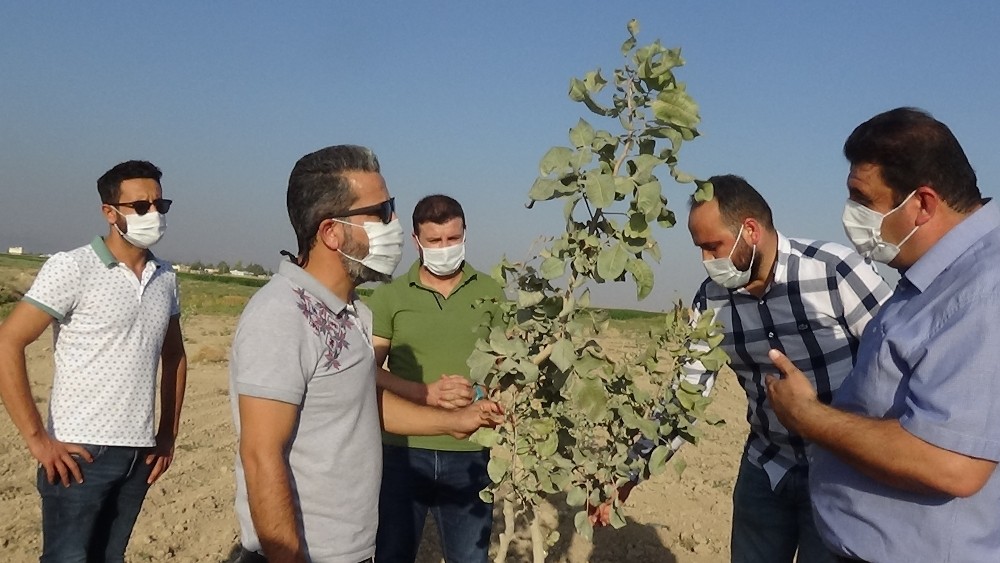 Mardin’de fıstık üretimine rağbet artıyor