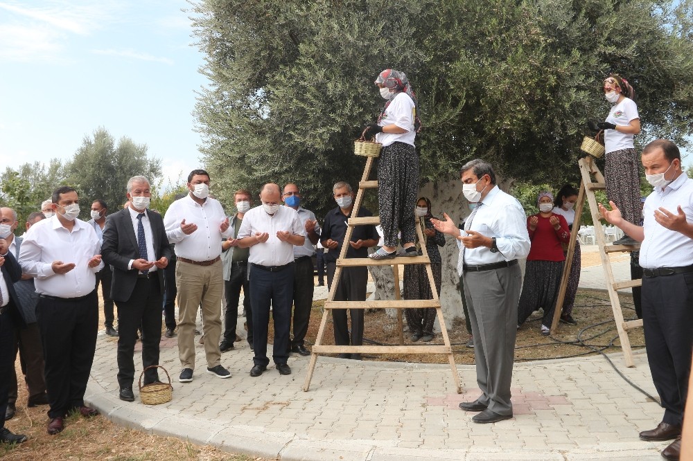 Anıt ağacın zeytini Cumhurbaşkanı Erdoğan’a gönderilecek