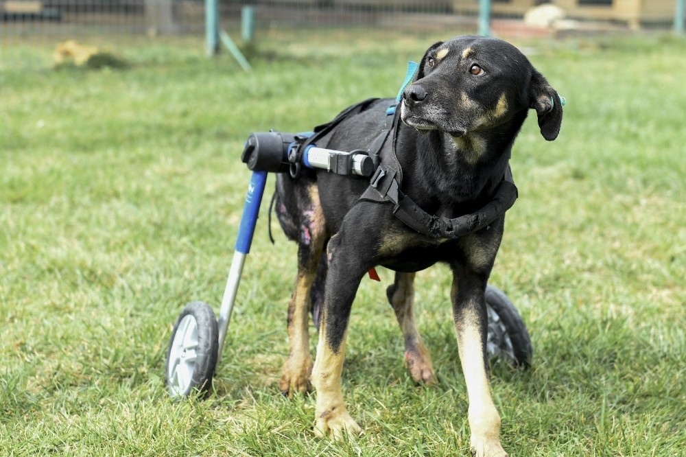 Umut isimli köpek özel tasarlanan ortopedik yürüteçle hayata tutunuyor
