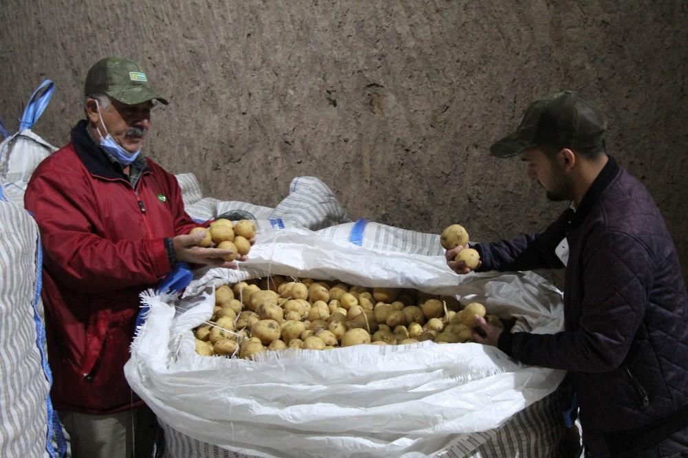 Özel Yerli patates tohumu ile ithalatın önüne geçilecek