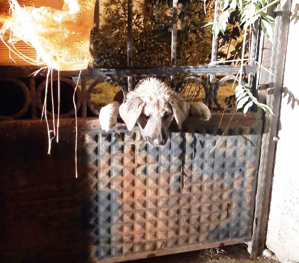 Kafası demir kapı parmaklıklarına sıkışan köpeği itfaiye ekipleri