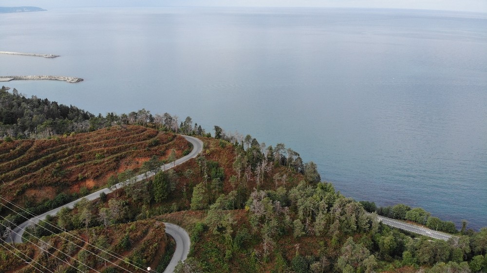 3 yıl önceki yangında büyük zarar gören Çamburnu Sarıçam Ormanları’nın geleceği kurtarıldı