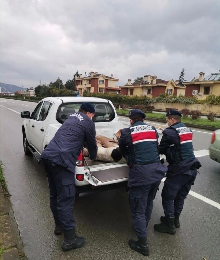 Yaralı halde bulunan köpek koruma altına alındı