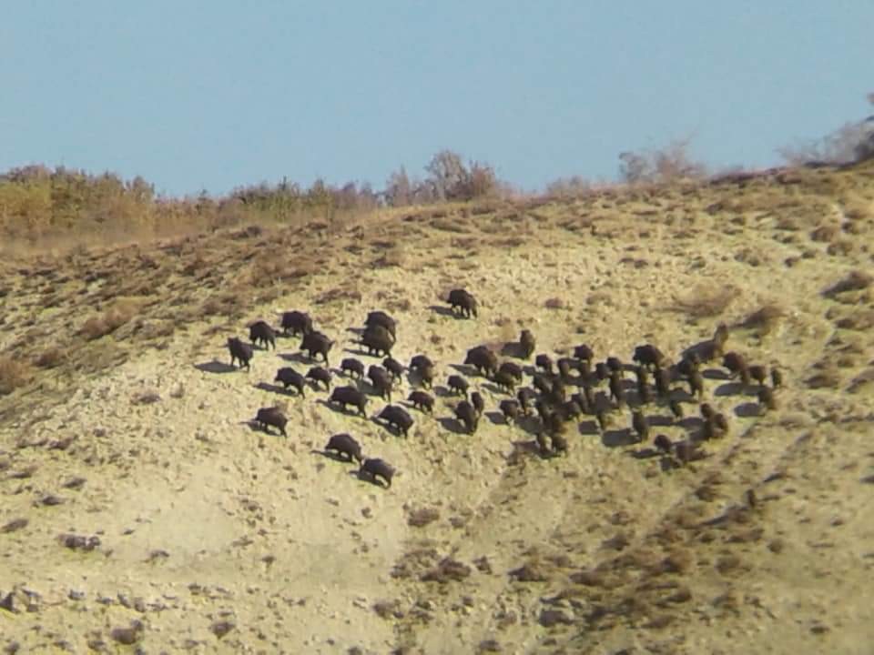 Domuz sürüsü köy yakınına indi - Sivas Haberleri