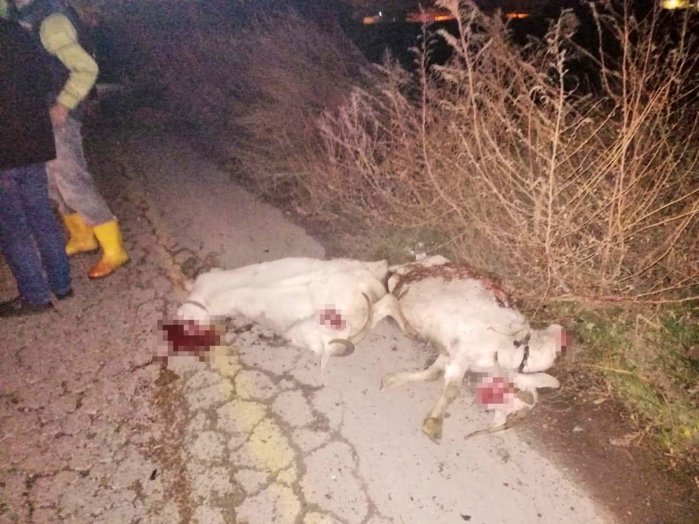 Manisa’da otomobil koyun sürüsüne çarptı