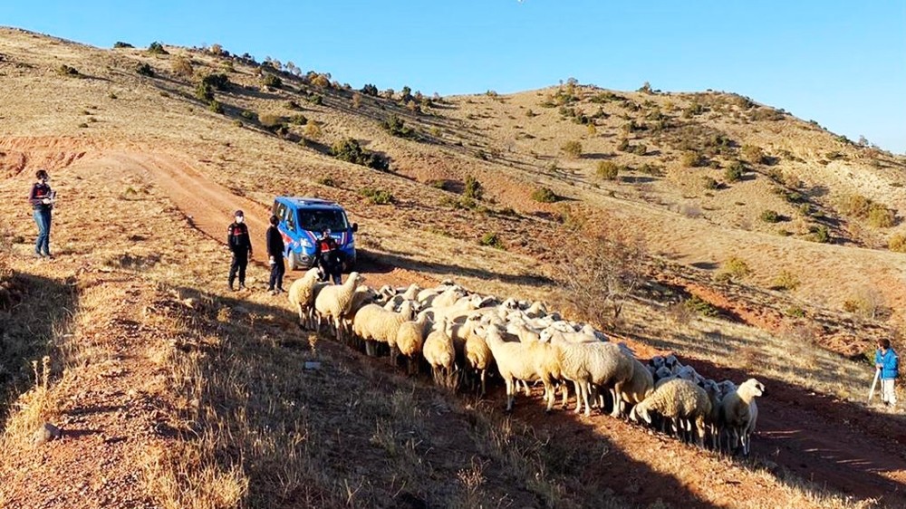 kayip 59 koyun drone ile bulundu kirikkale haberleri