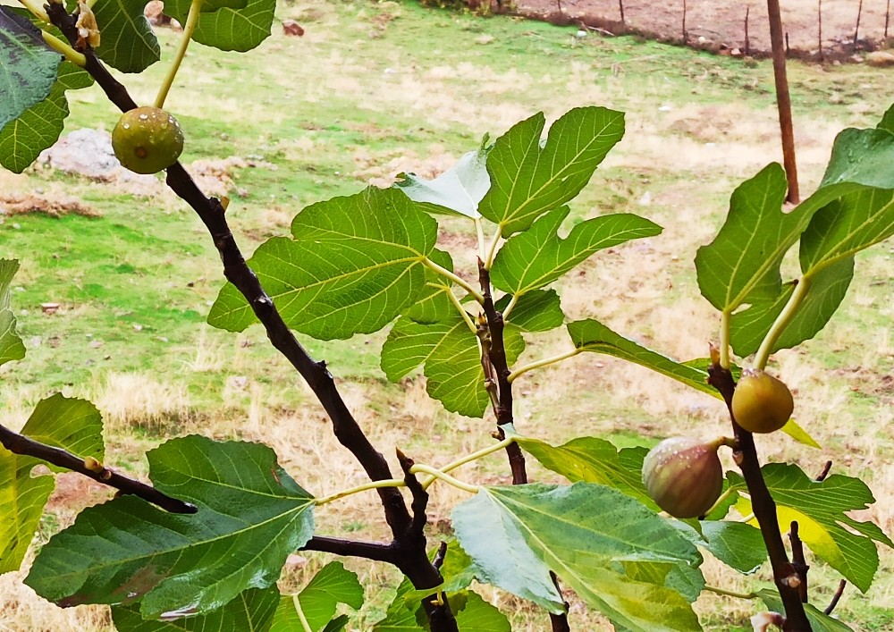 Kahramanmaraş’ta incir ağacı aralık ayında meyve verdi