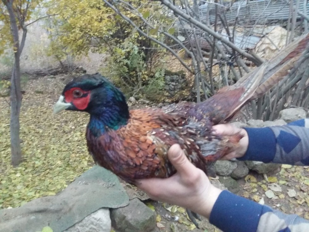 Nesli tükenmekte olan sülün kuşu Bitlis’te görüntülendi