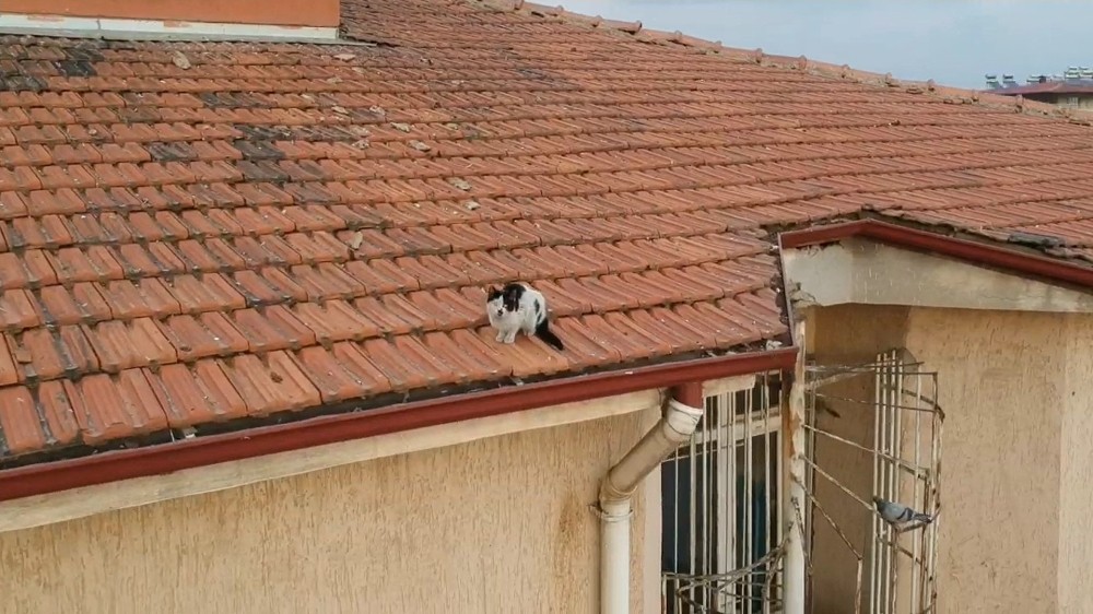 Çatıda mahsur kalan kedi mahalleyi karıştırdı