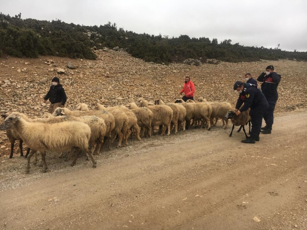 Isparta’da çalınan koyunları Jandarma buldu
