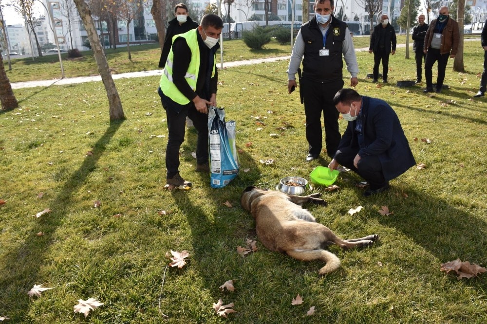 Başkan Beyoğlu, sokak hayvanlarını besledi