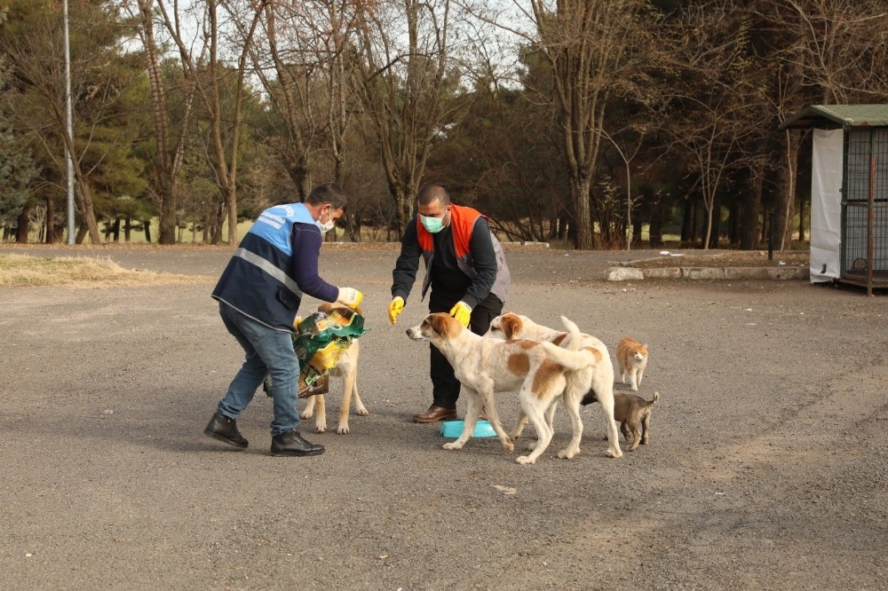 Diyarbakır Büyükşehir Belediyesi kısıtlamada sokak hayvanlarını yalnız bırakmadı