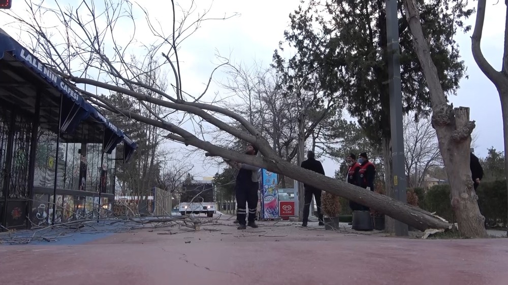Kırıkkale’de kuvvetli rüzgar ağaçları yerinden söktü, 1 işyeri zarar gördü
