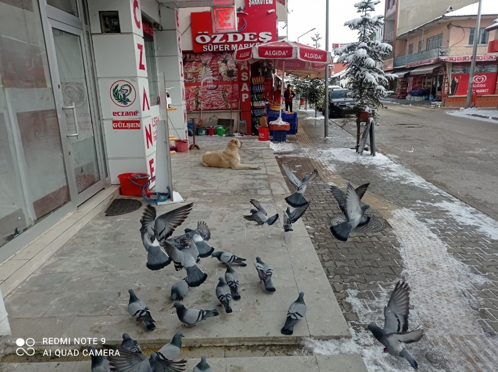 Sokağa çıkma kısıtlamasında güvercinleri beslediler