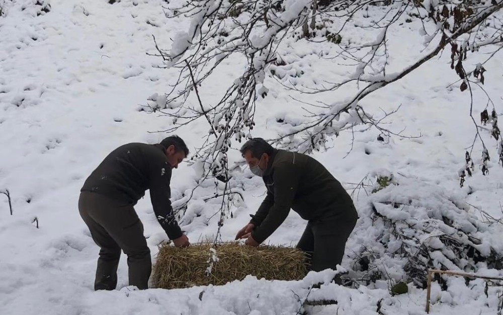 Artvin’de çetin kış şartları nedeniyle yaban hayvanları için doğaya yem bırakıldı
