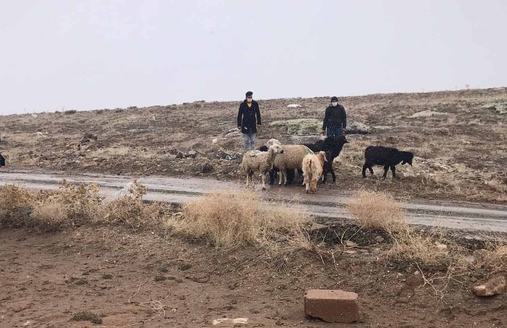 Kaybolan koyunları jandarma termal kameralı İHA ile buldu