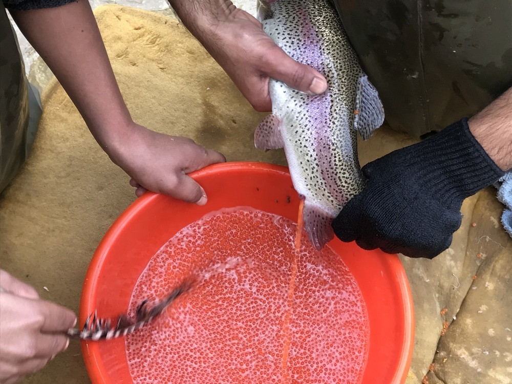 Bebek gibi bakılıyor tek tek el masajıyla yumurtaları alınıyor