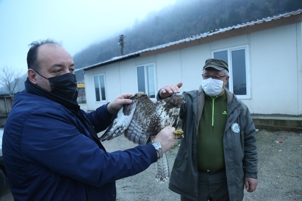 Kastamonu’ da yaralı halde bulunan şahin tedavi altına alındı