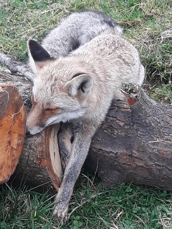 Tavuklarını yiyen yaralı tilkiyi öldürmek yerine Milli Parklar’a teslim etti