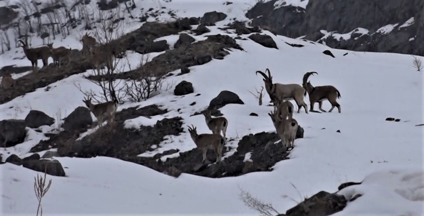 Yaban keçileri için karlı dağlara çıkan ekipler yem bıraktı