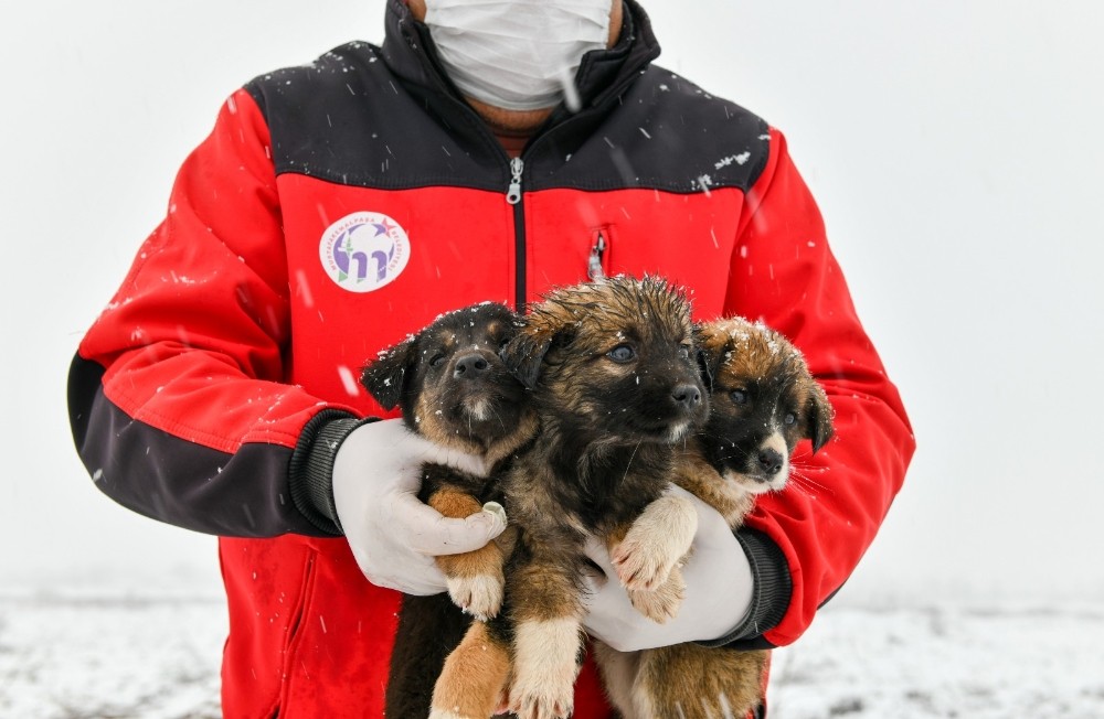 11 yavru köpek donmaktan son anda kurtarıldı
