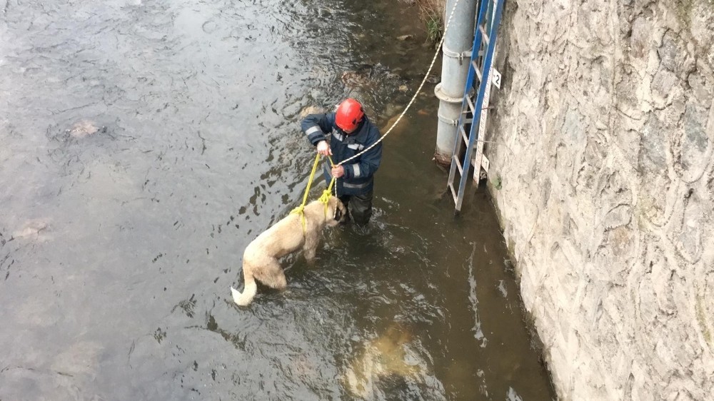 Buz gibi suda mahsur kalan çoban köpeğini itfaiye ekipleri kurtardı