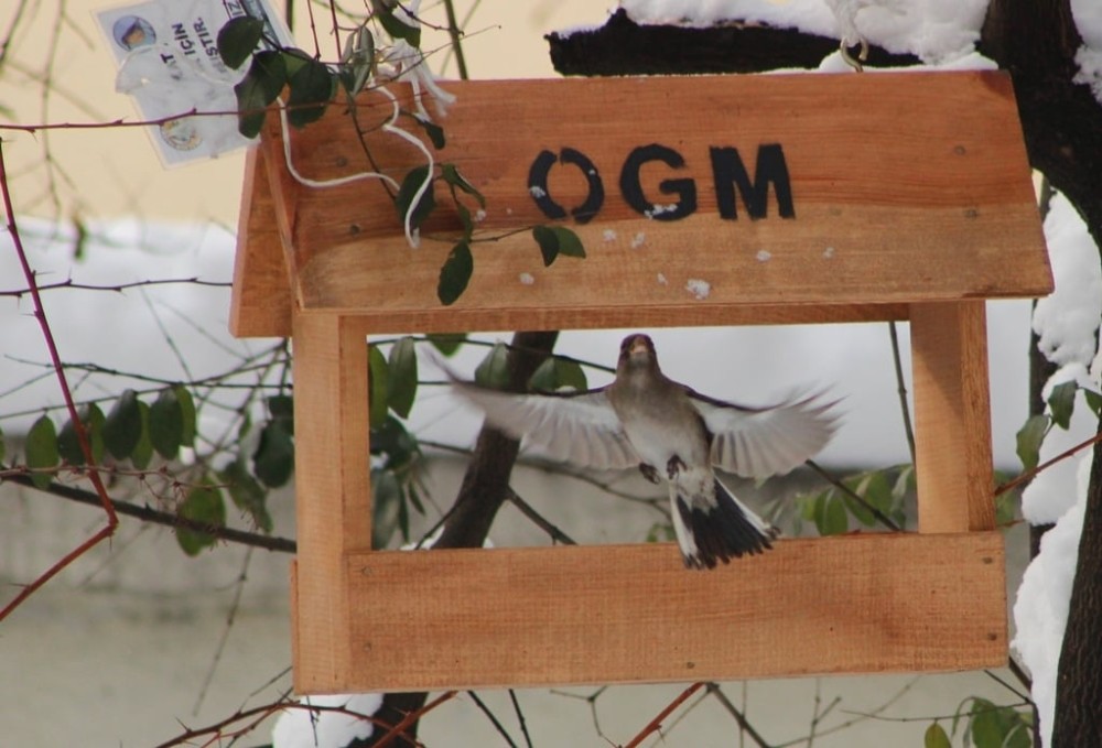 Artvin’de zorlu kış şartlarında kuşlar için aş evi yapıldı
