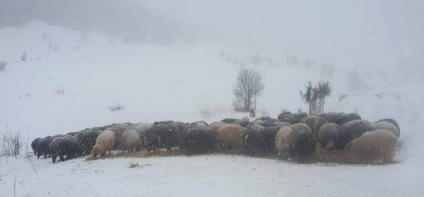 Artvin’de karda mahsur kalan çobanlar ve sürülerini kurtarıldı
