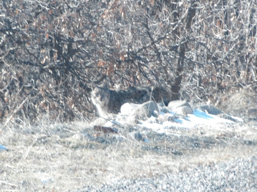 Tunceli’de kırmızı listedeki vaşak fotoğraflandı