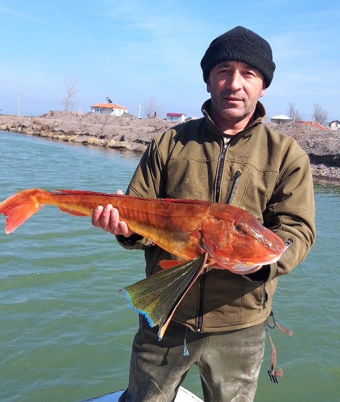 Barbun için attığı ağdan 5 kiloluk Kırlangıç balığı çıktı