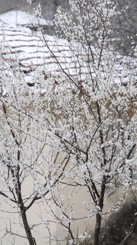 Erken çiçek açan meyve ağaçları kar altında kaldı