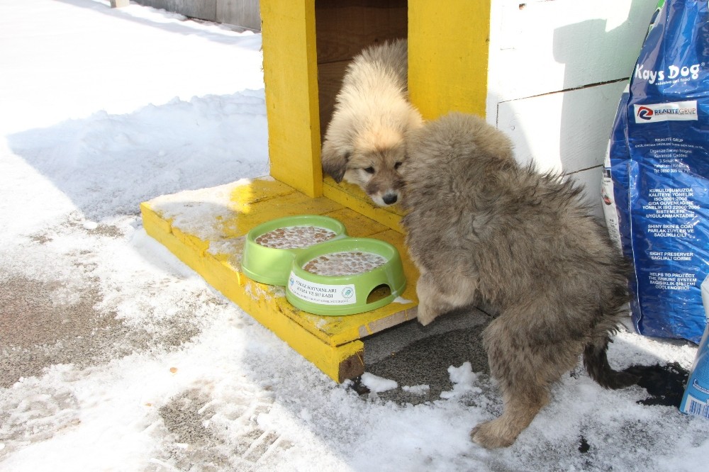 Malazgirt’te sokak hayvanları için barınma kulübeleri yapıldı