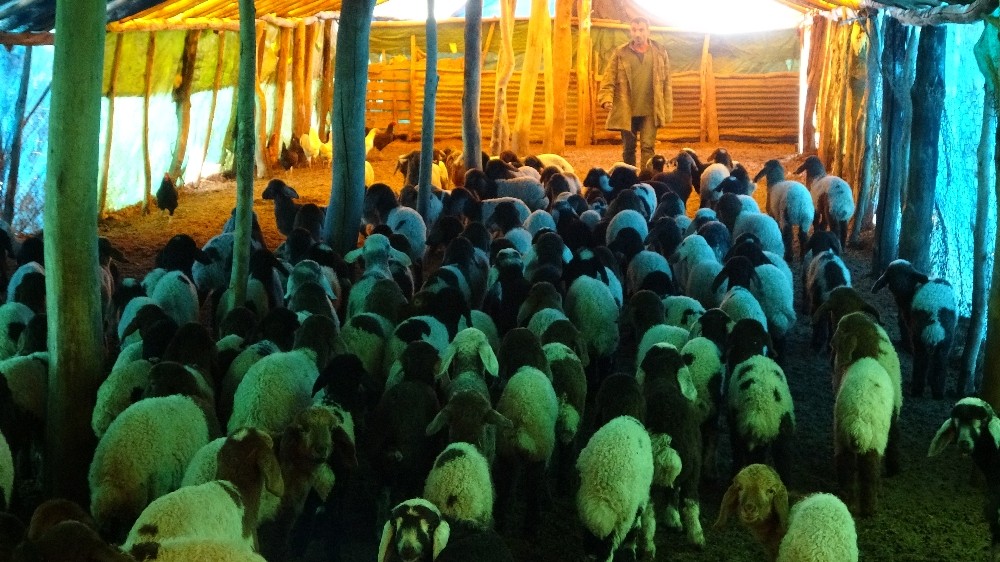 Özel 650 bin koyun ve keçinin doğum sezonu devam ediyor