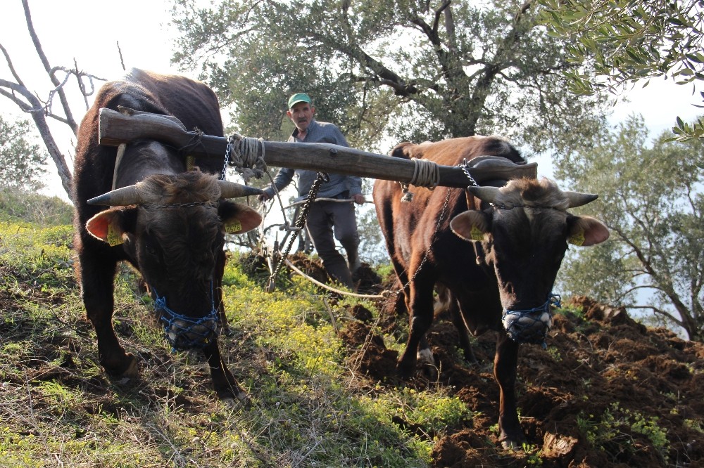 Aydın’da öküzler halen kıymetli