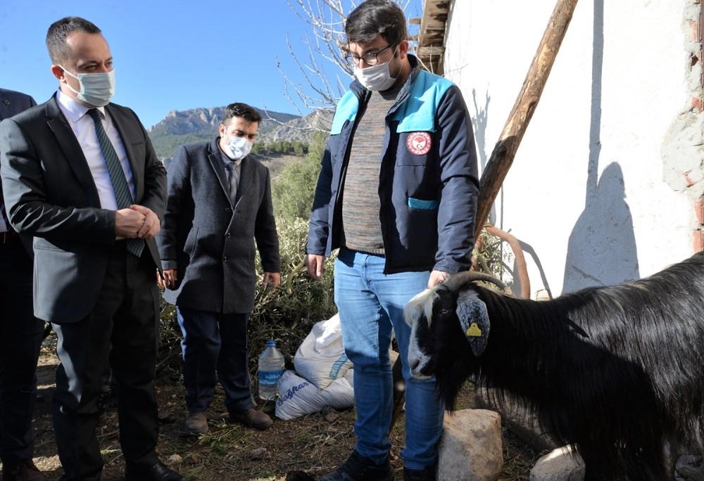 Yangında hayvanları telef olan besiciye ’İmece’ usulü hayvan desteği