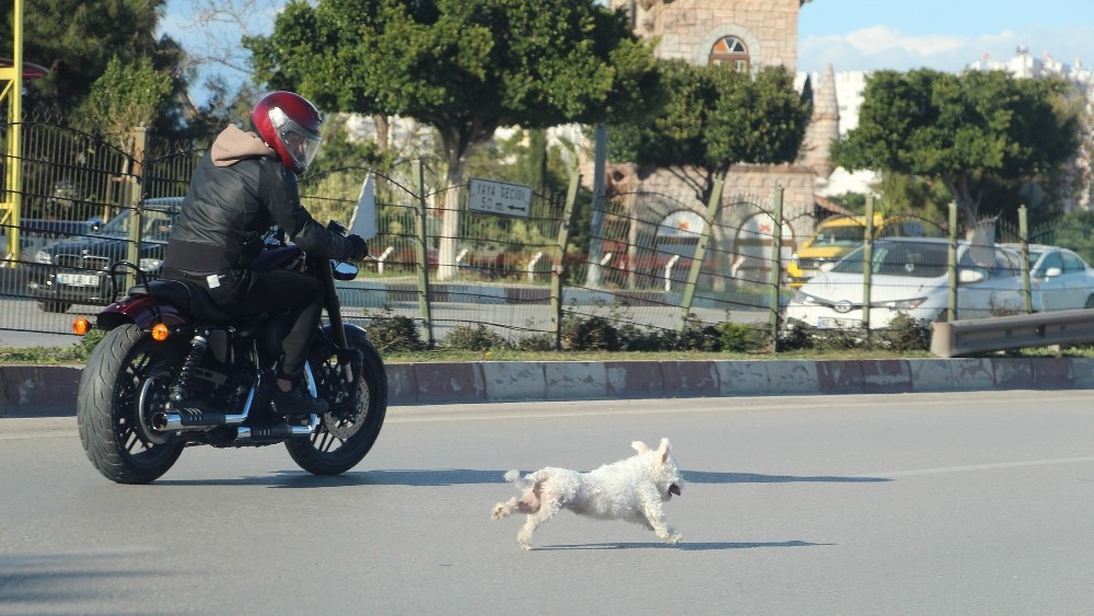 ÖZEL Antalya’da sahibini kaybeden köpek trafiği birbirine kattı